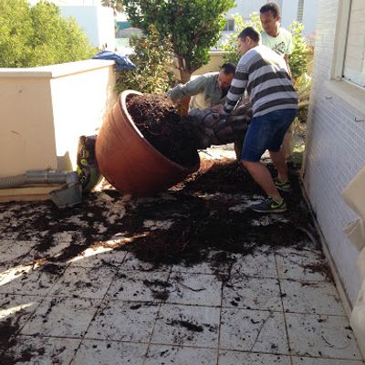 שיקום הגינה לאחר הסופה